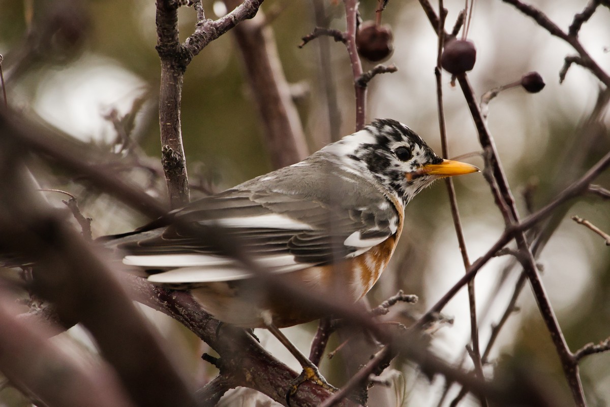 American Robin - Michael Guthrie