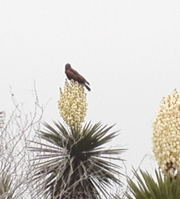 Harris's Hawk - ML615521072