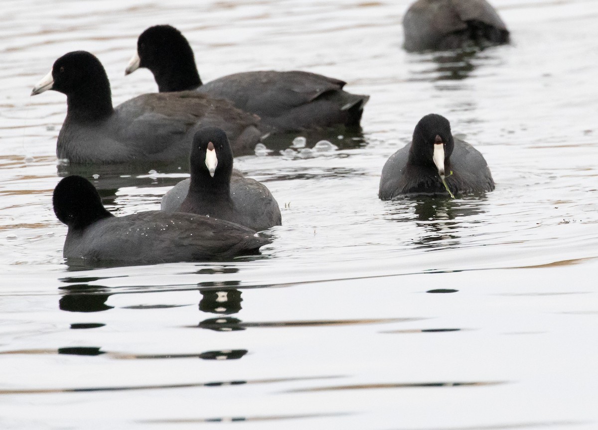 American Coot - ML615521183