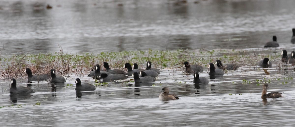 American Coot - ML615521184