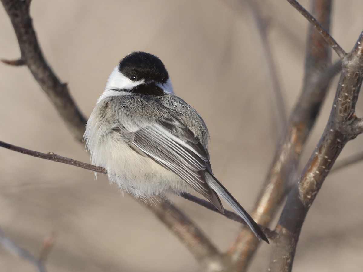 Black-capped Chickadee - Mike McInnis