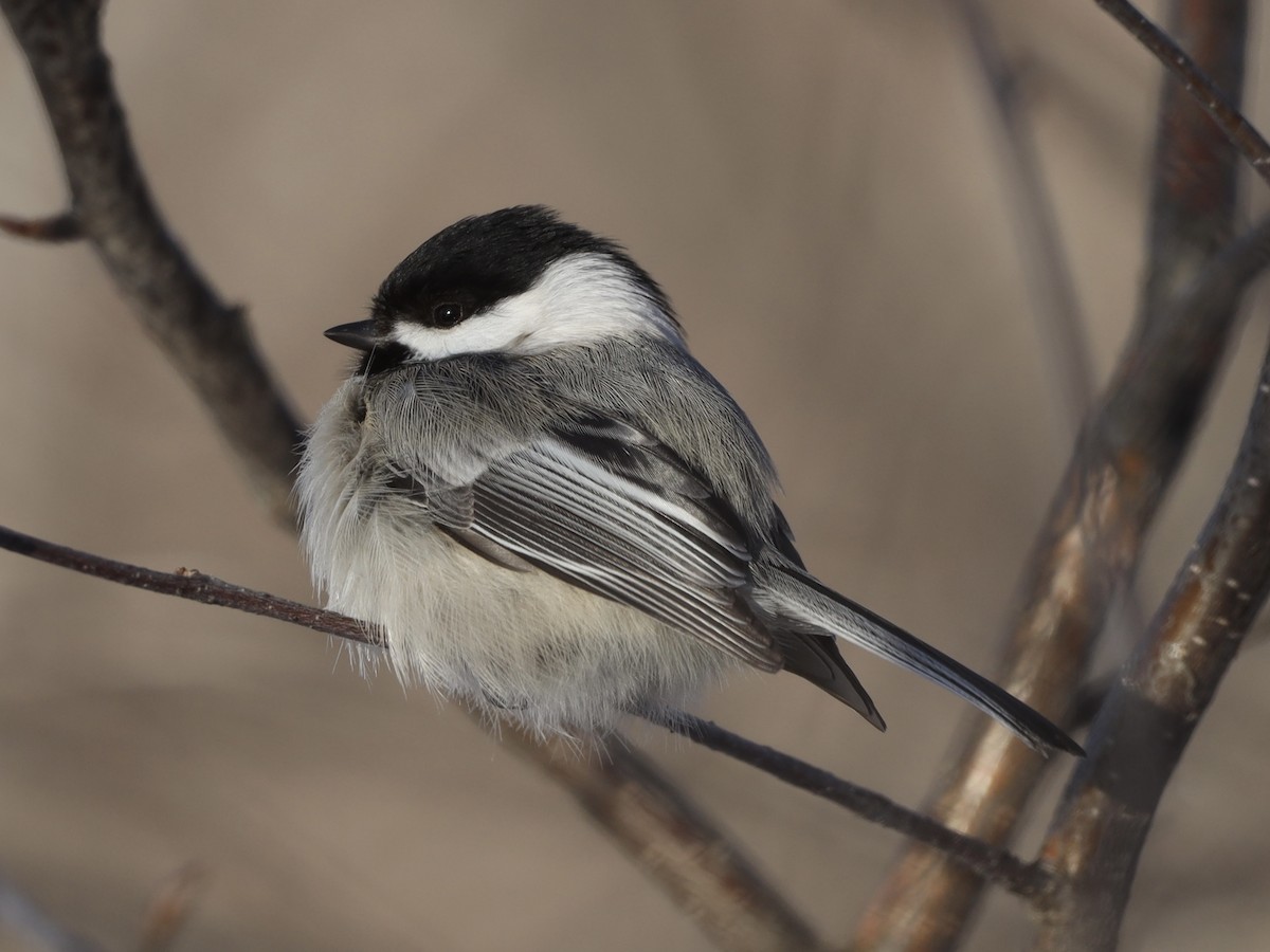 Black-capped Chickadee - Mike McInnis