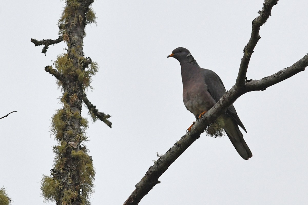 Band-tailed Pigeon - ML615521224