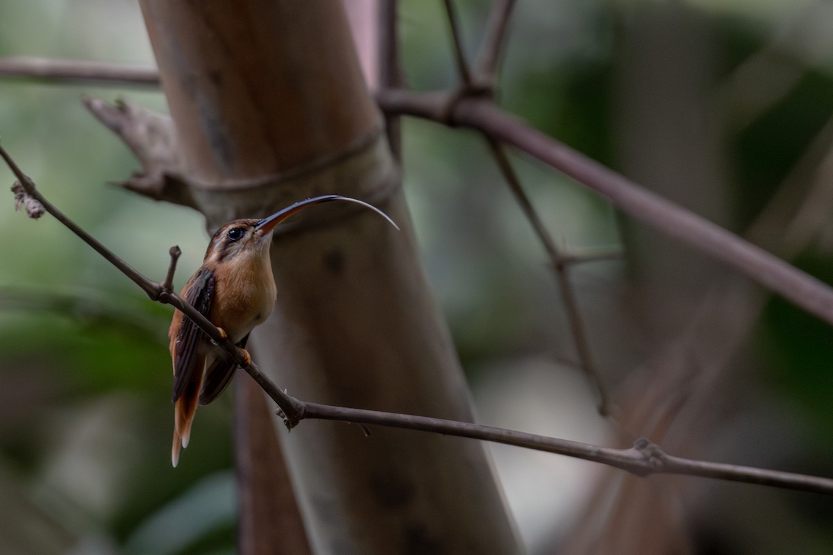 Тонкоклювый колибри-отшельник - ML615521309