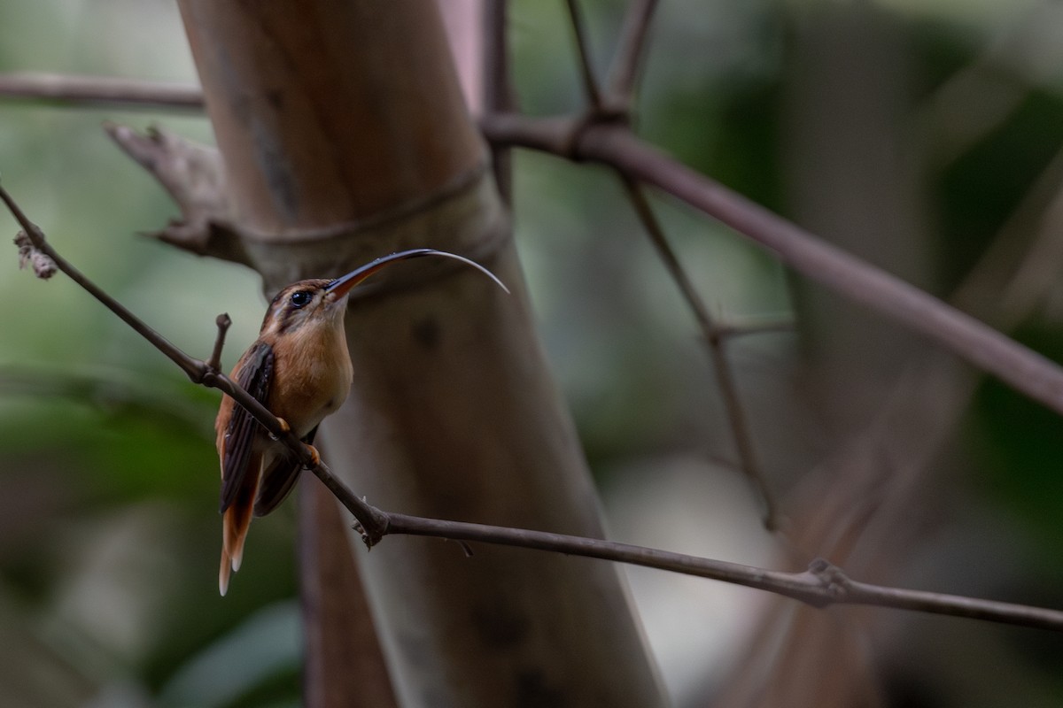 Needle-billed Hermit - ML615521309