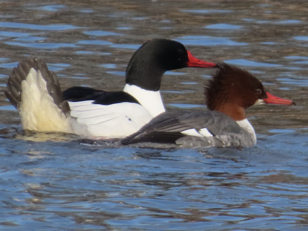 Common Merganser - ML615521348