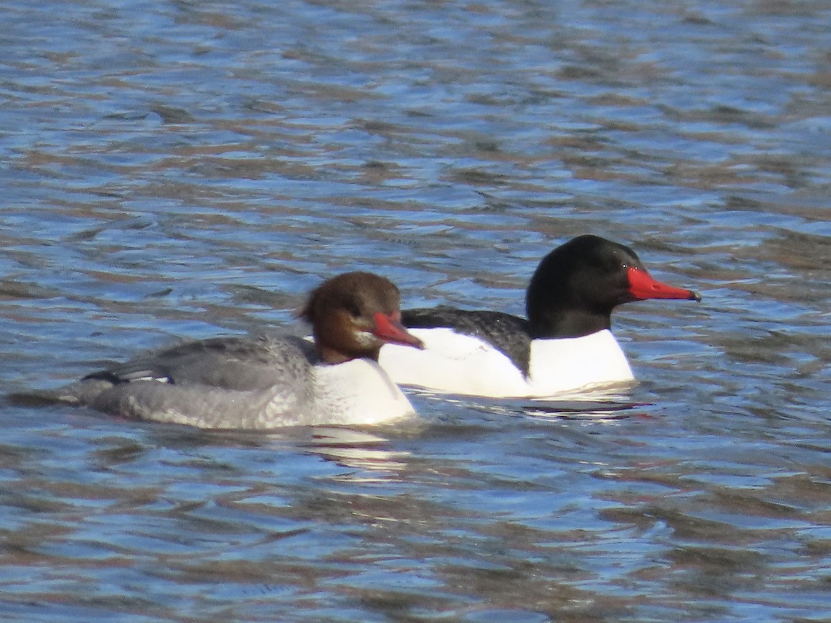 Common Merganser - ML615521350