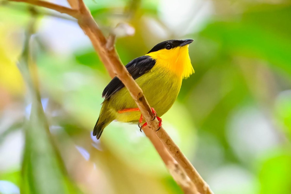 Golden-collared Manakin - Ron Hirsch