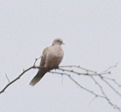 Eurasian Collared-Dove - ML615521415