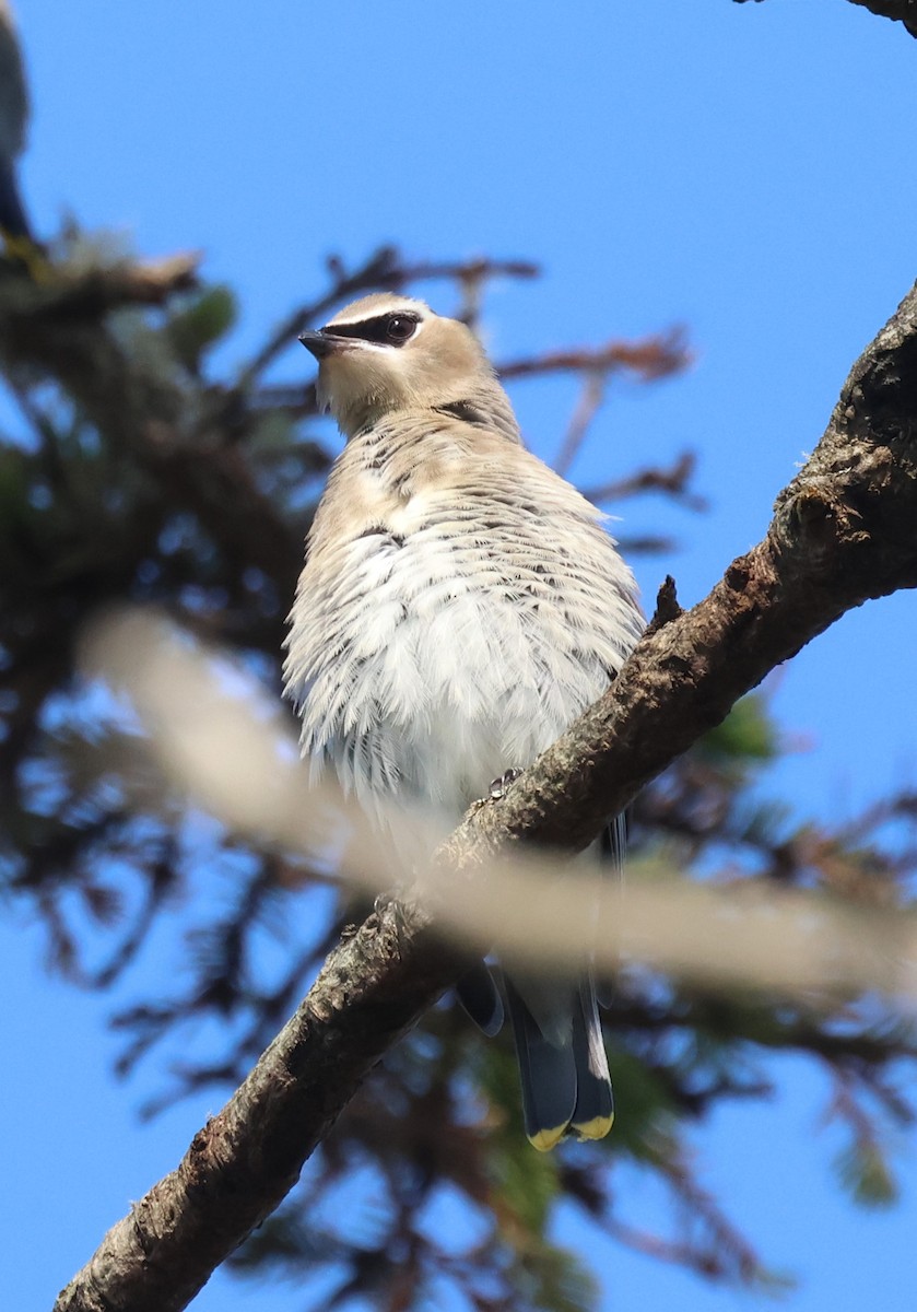 Cedar Waxwing - ML615521442