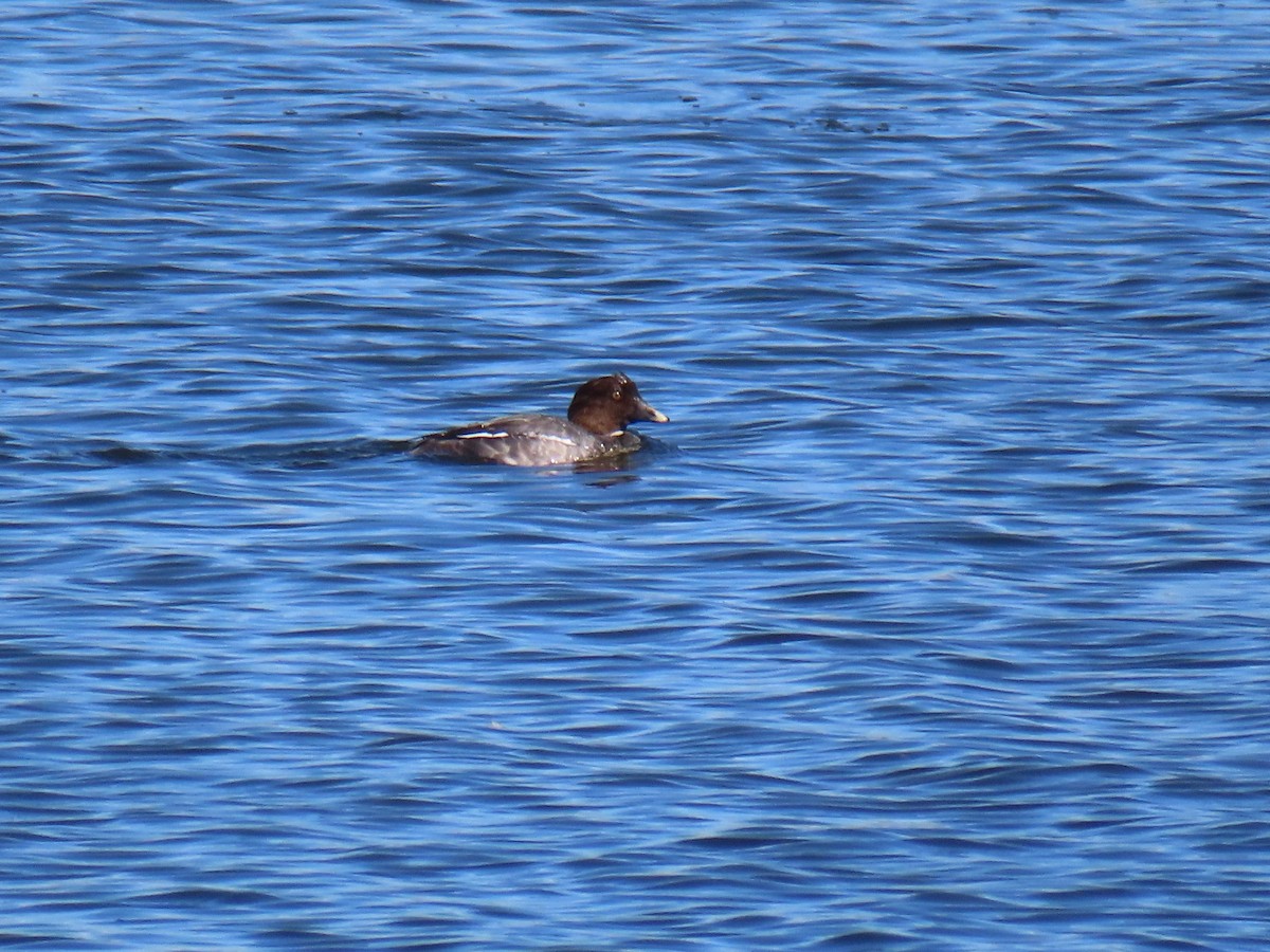 Common Goldeneye - ML615521462