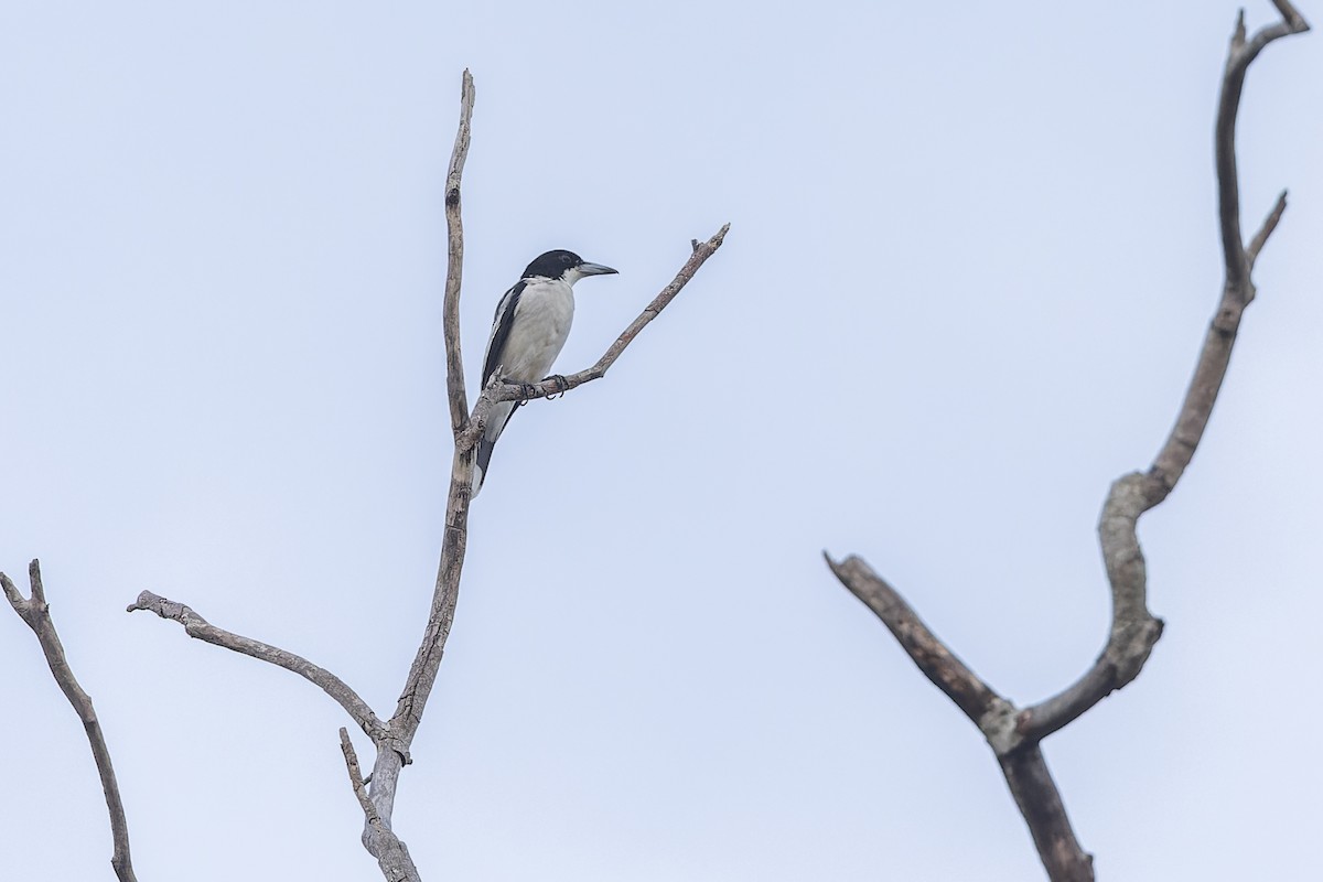 Silver-backed Butcherbird - ML615521470