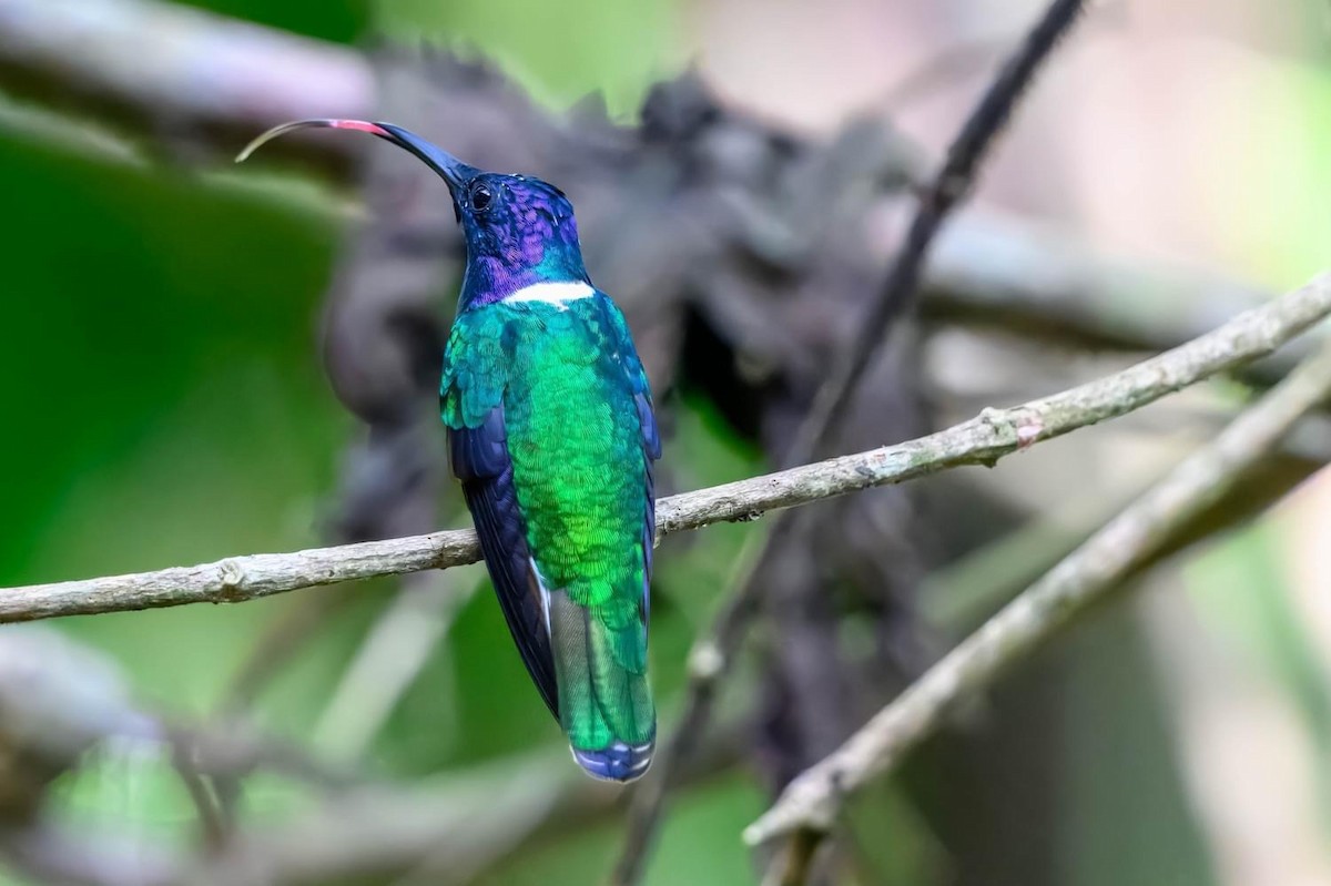 kolibřík bělokrký - ML615521477