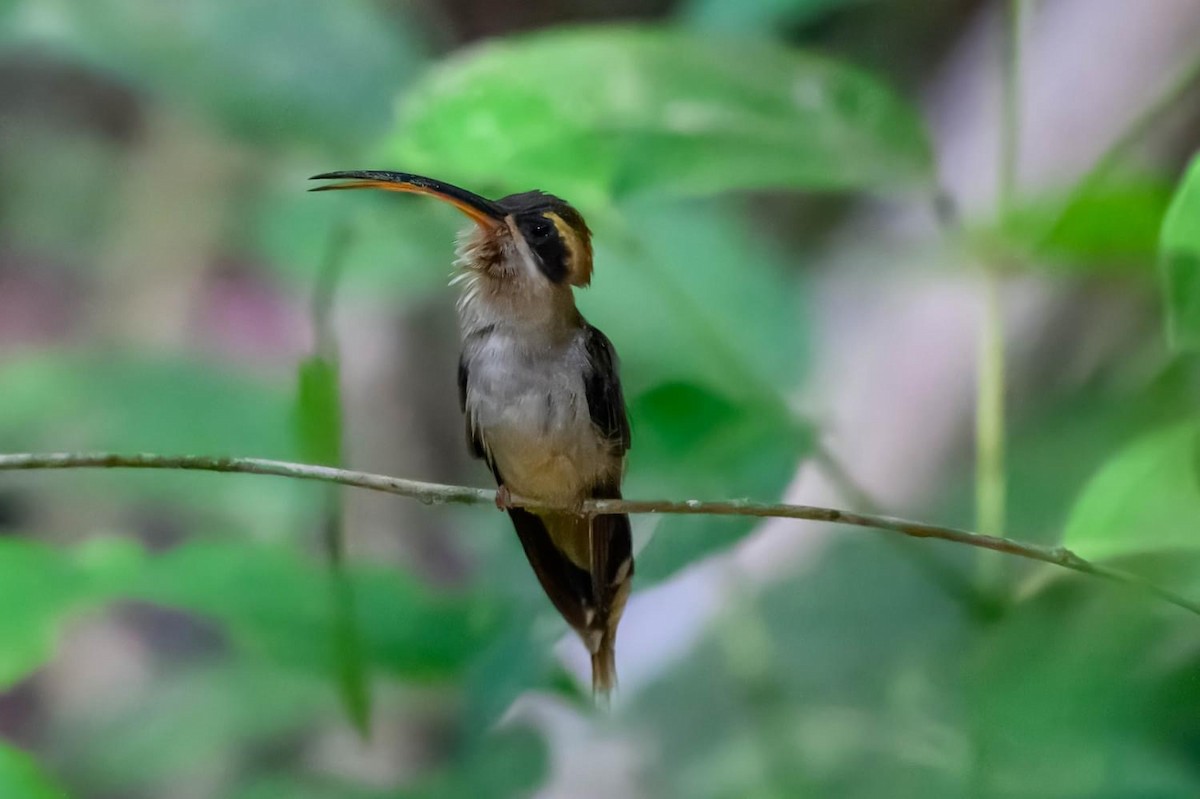 Long-billed Hermit - Ron Hirsch