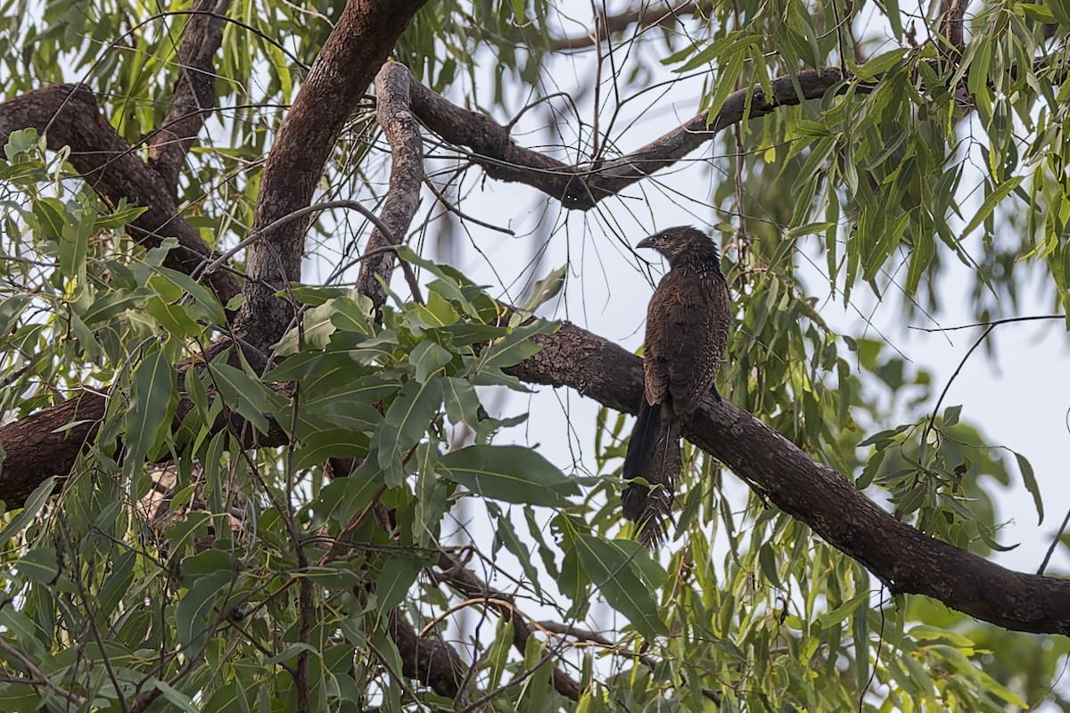 Pheasant Coucal - ML615521482