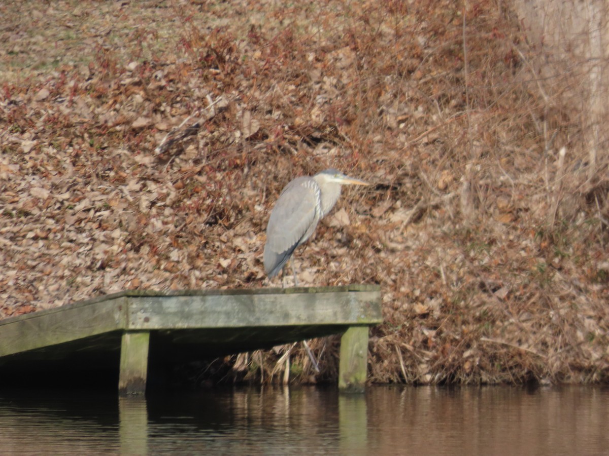 Great Blue Heron - ML615521523