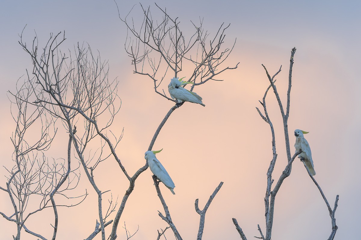 Sulphur-crested Cockatoo - ML615521545