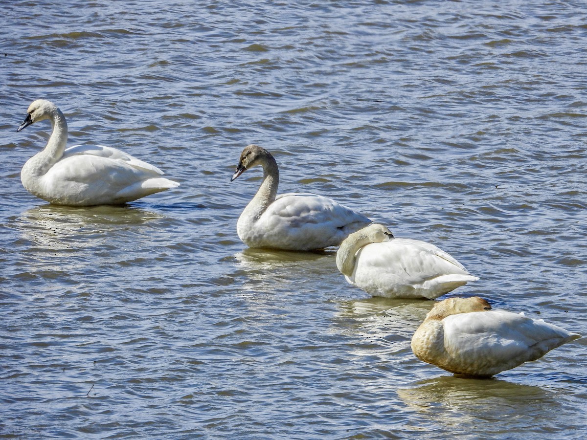 Tundra Swan - Vicki Chatel  (*v*)