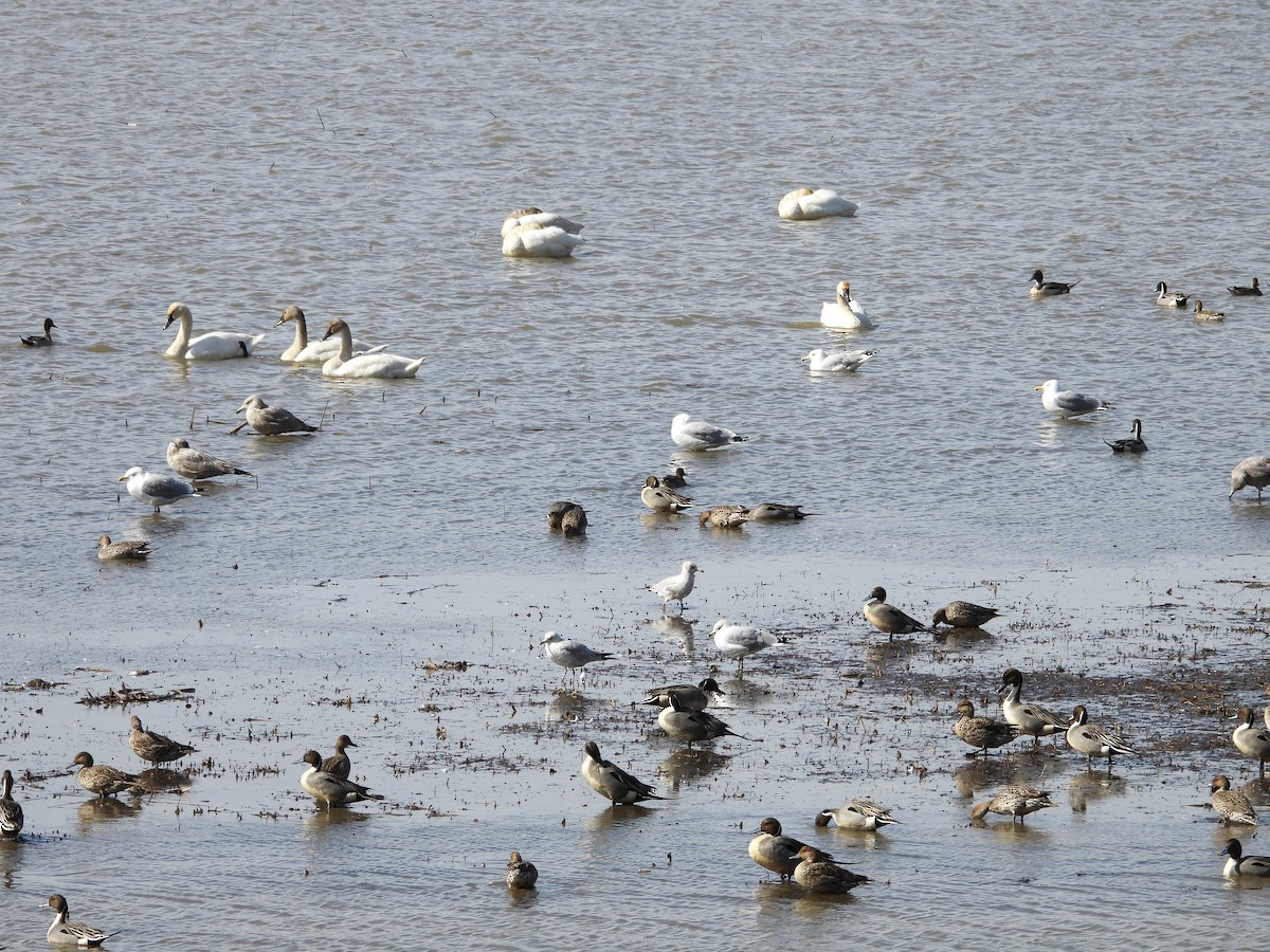 Tundra Swan - Vicki Chatel  (*v*)