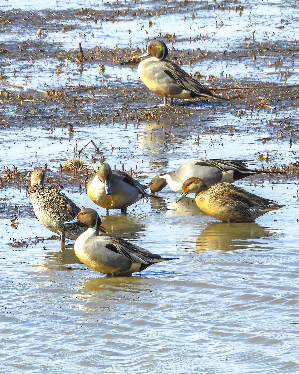 Northern Pintail - ML615521577