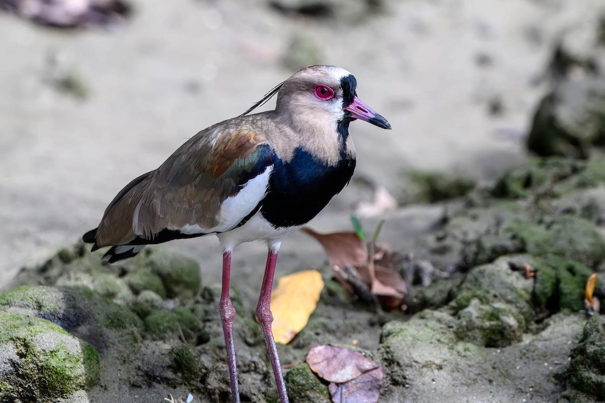 Southern Lapwing - Ron Hirsch