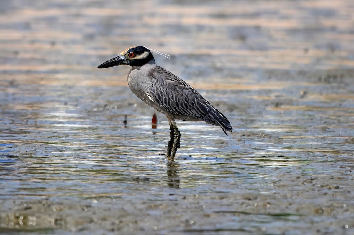 Yellow-crowned Night Heron - Ron Hirsch