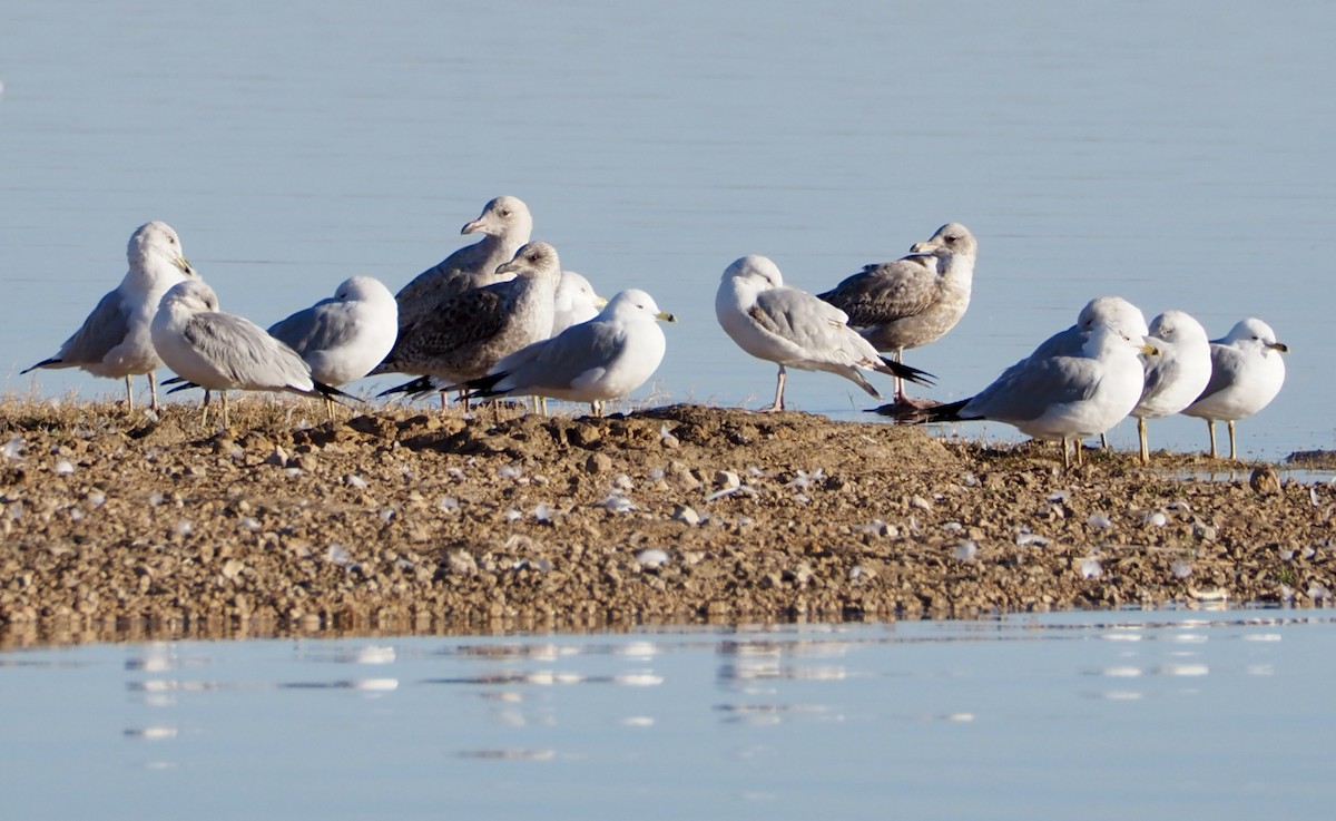 Lesser Black-backed Gull - Bob Nieman