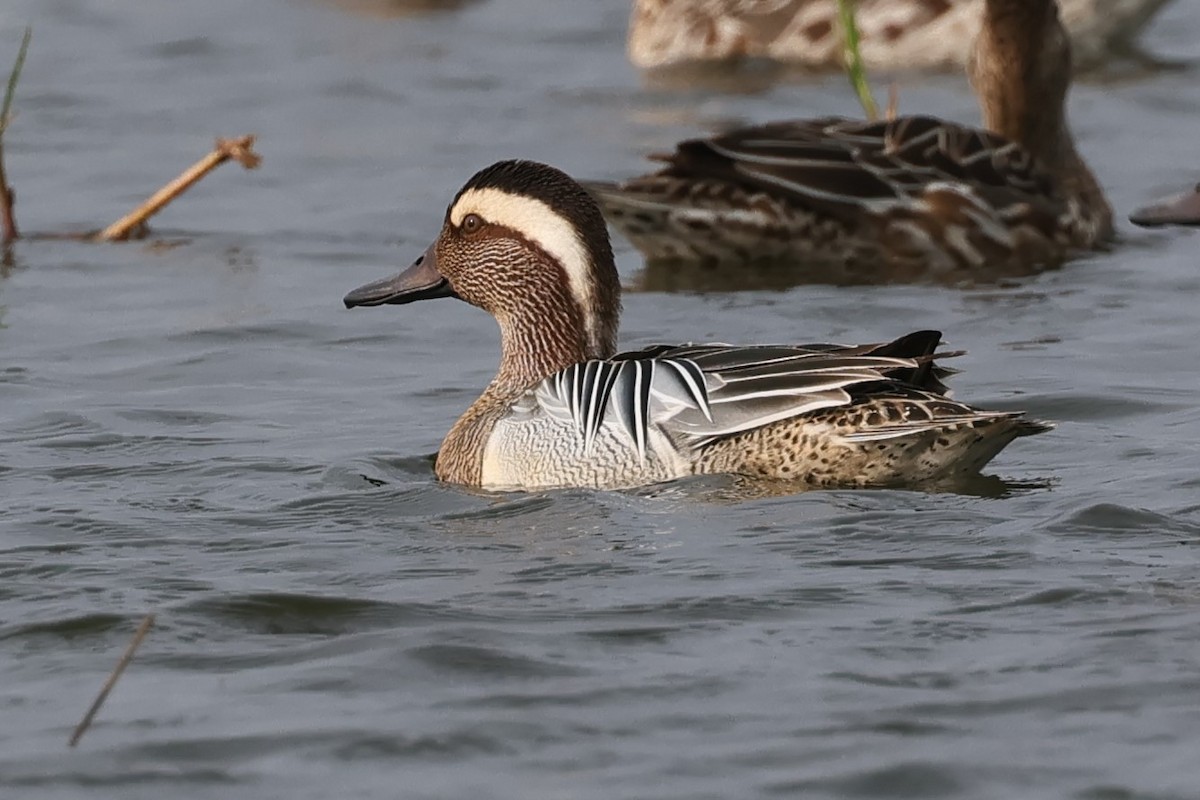 Garganey - ML615521693