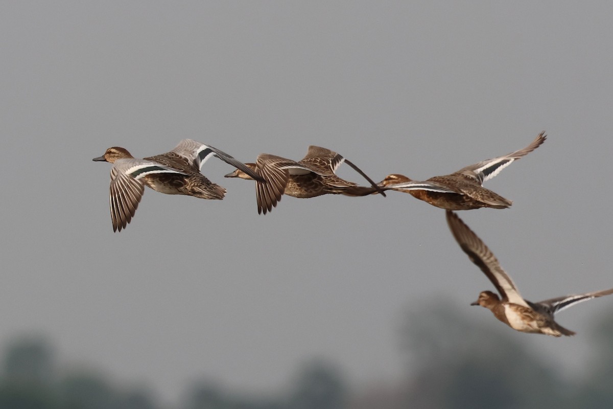 Garganey - ML615521714