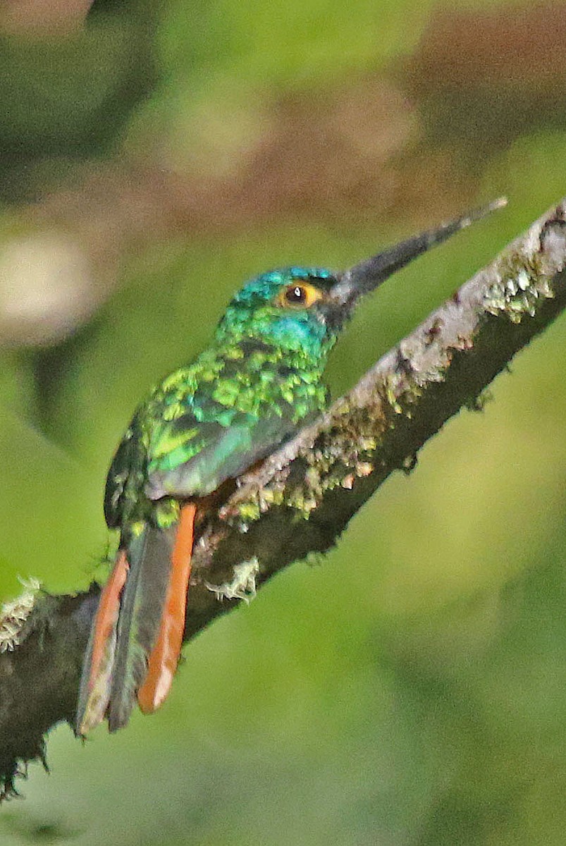 Coppery-chested Jacamar - Joan and/or George Sims