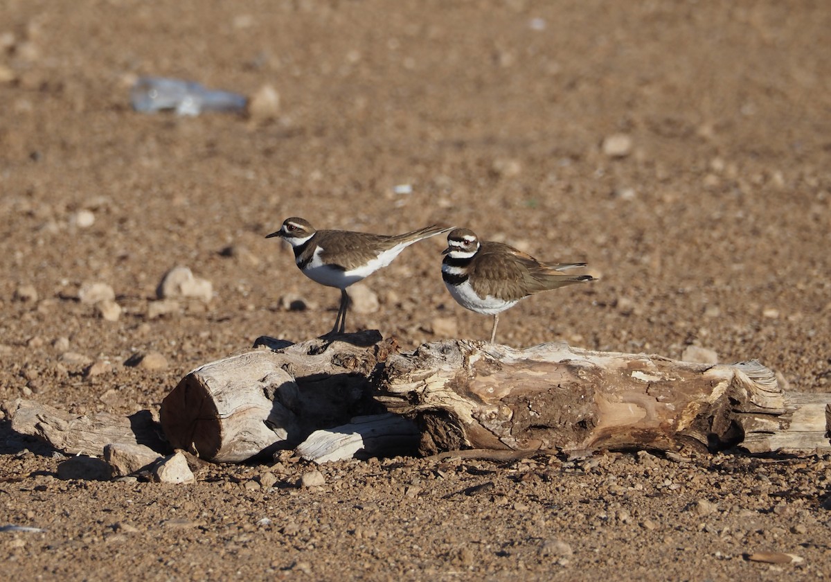 Killdeer - Bob Nieman