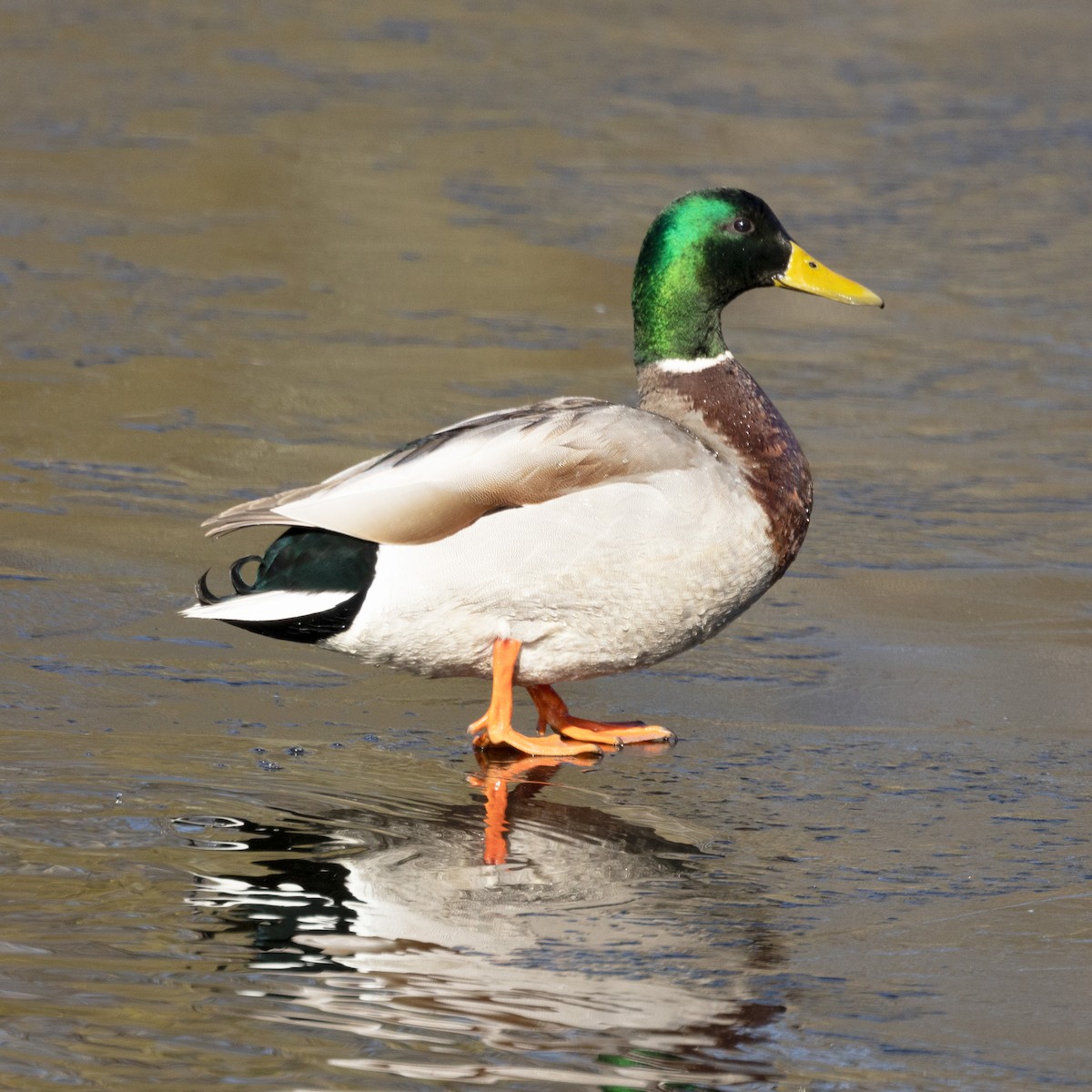 Canard colvert - ML615521782