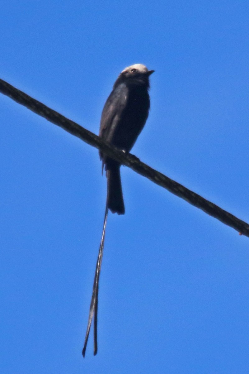 Long-tailed Tyrant - ML615521787