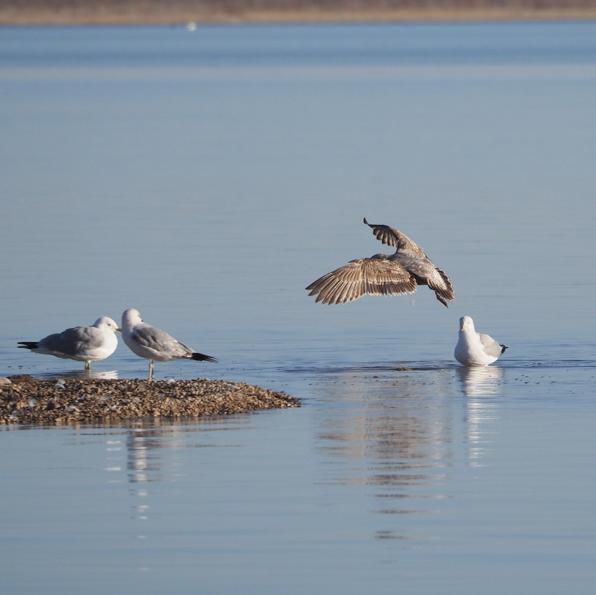 Gaviota Argéntea - ML615521793