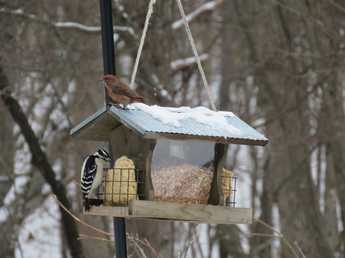 Red Crossbill - ML615521835