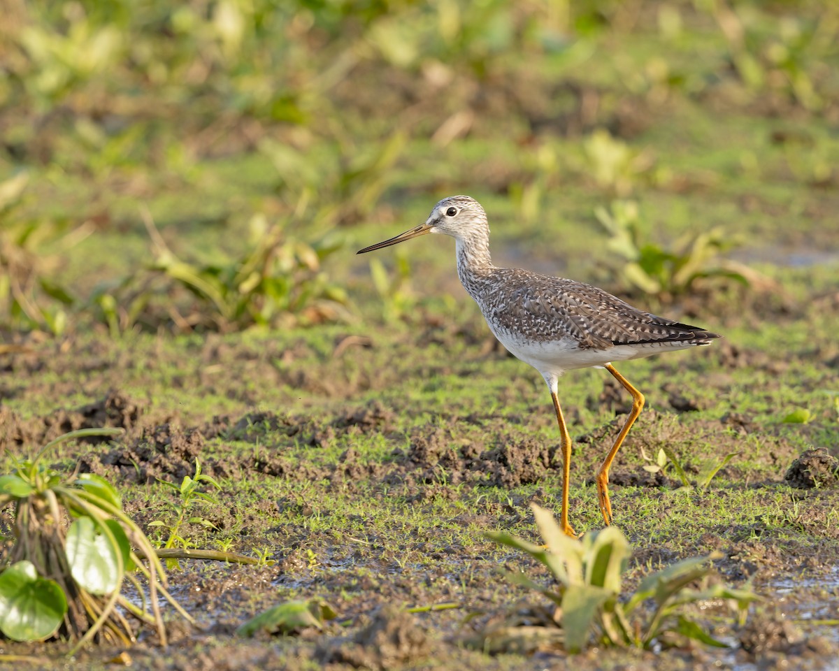 Greater Yellowlegs - ML615521858