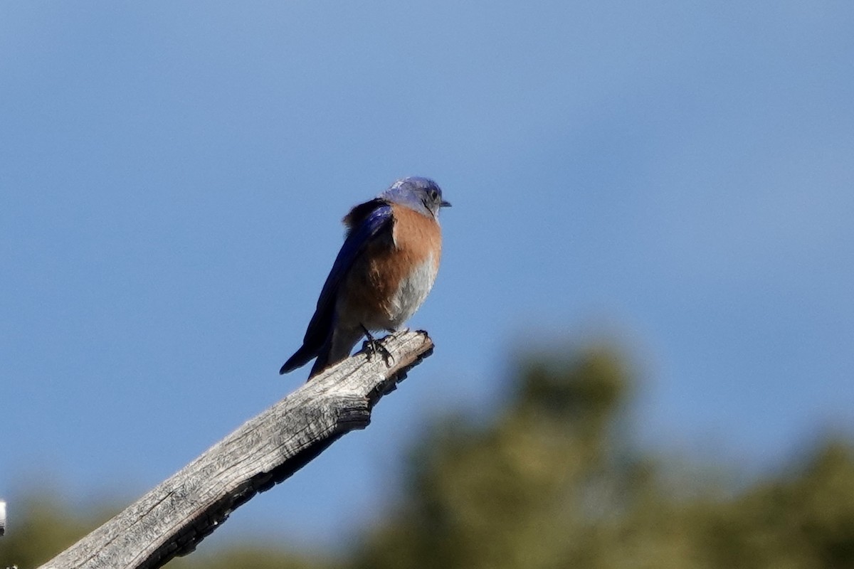 Western Bluebird - ML615521859