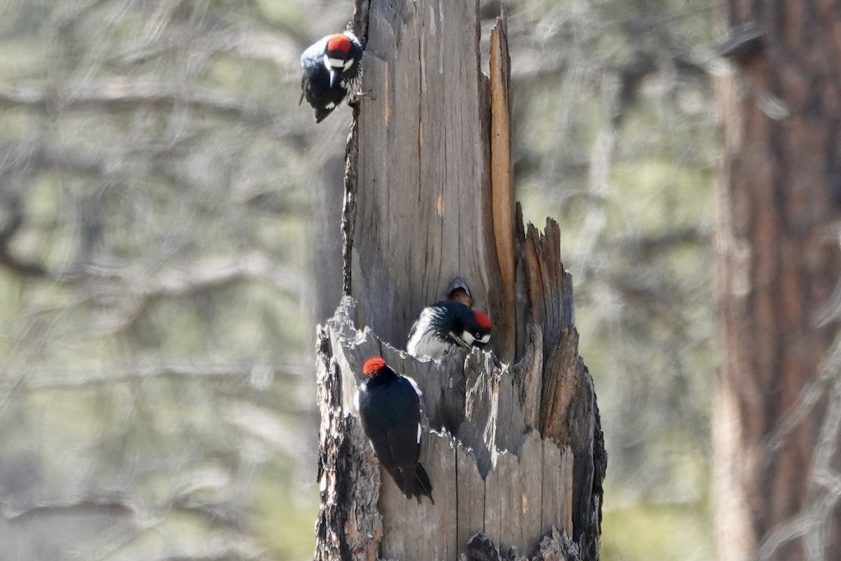 Acorn Woodpecker - ML615521877