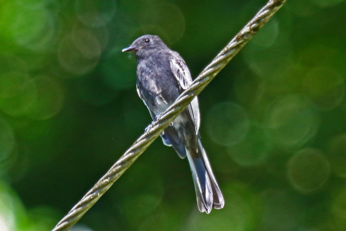 Black Phoebe - Joan and/or George Sims