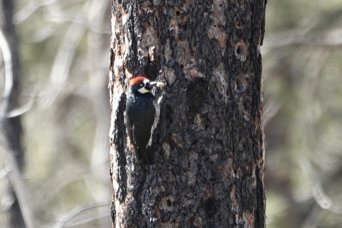 Acorn Woodpecker - ML615521900