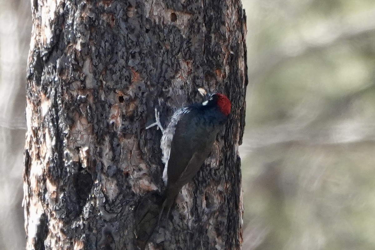 Acorn Woodpecker - ML615521906