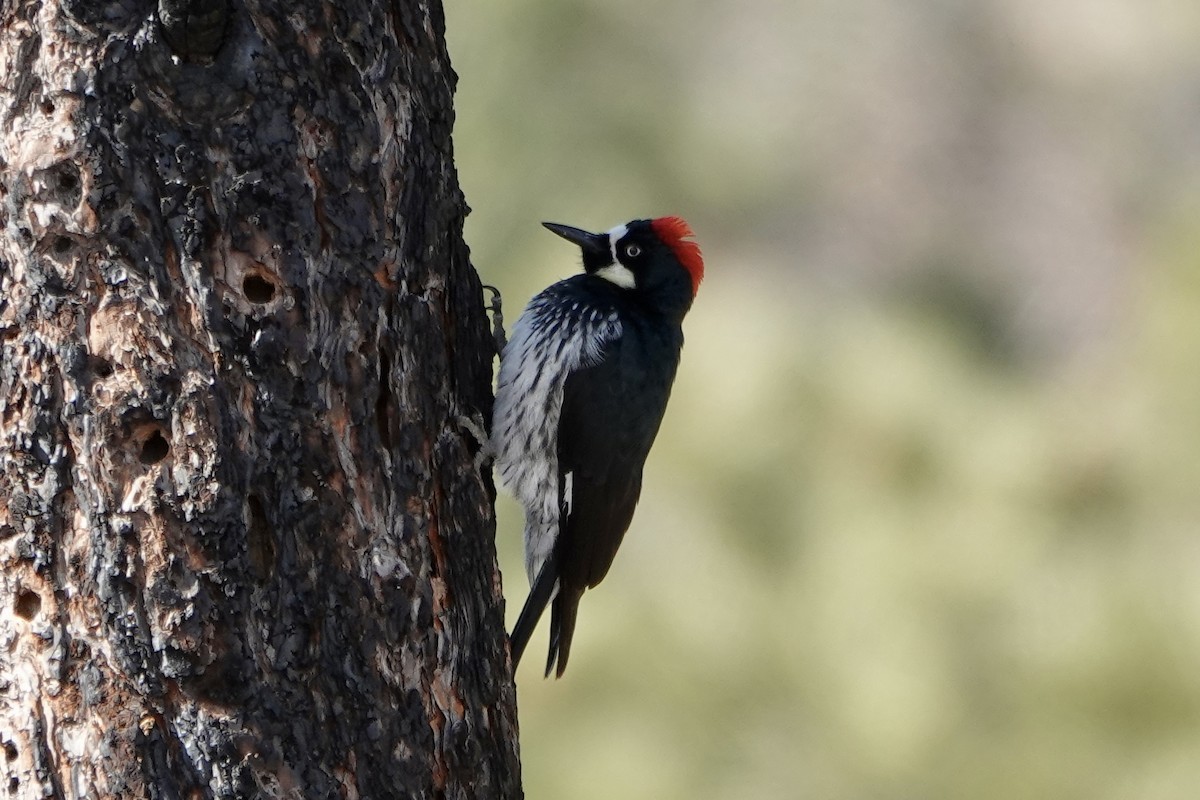 Acorn Woodpecker - Sara Griffith