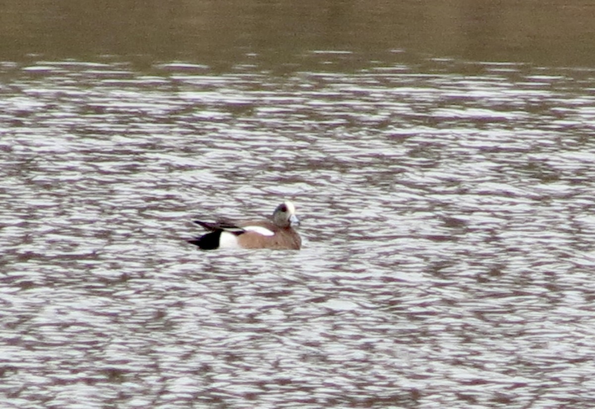 American Wigeon - ML615521980