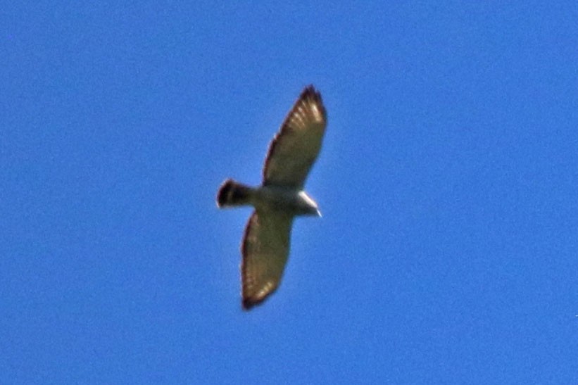 Broad-winged Hawk - Joan and/or George Sims