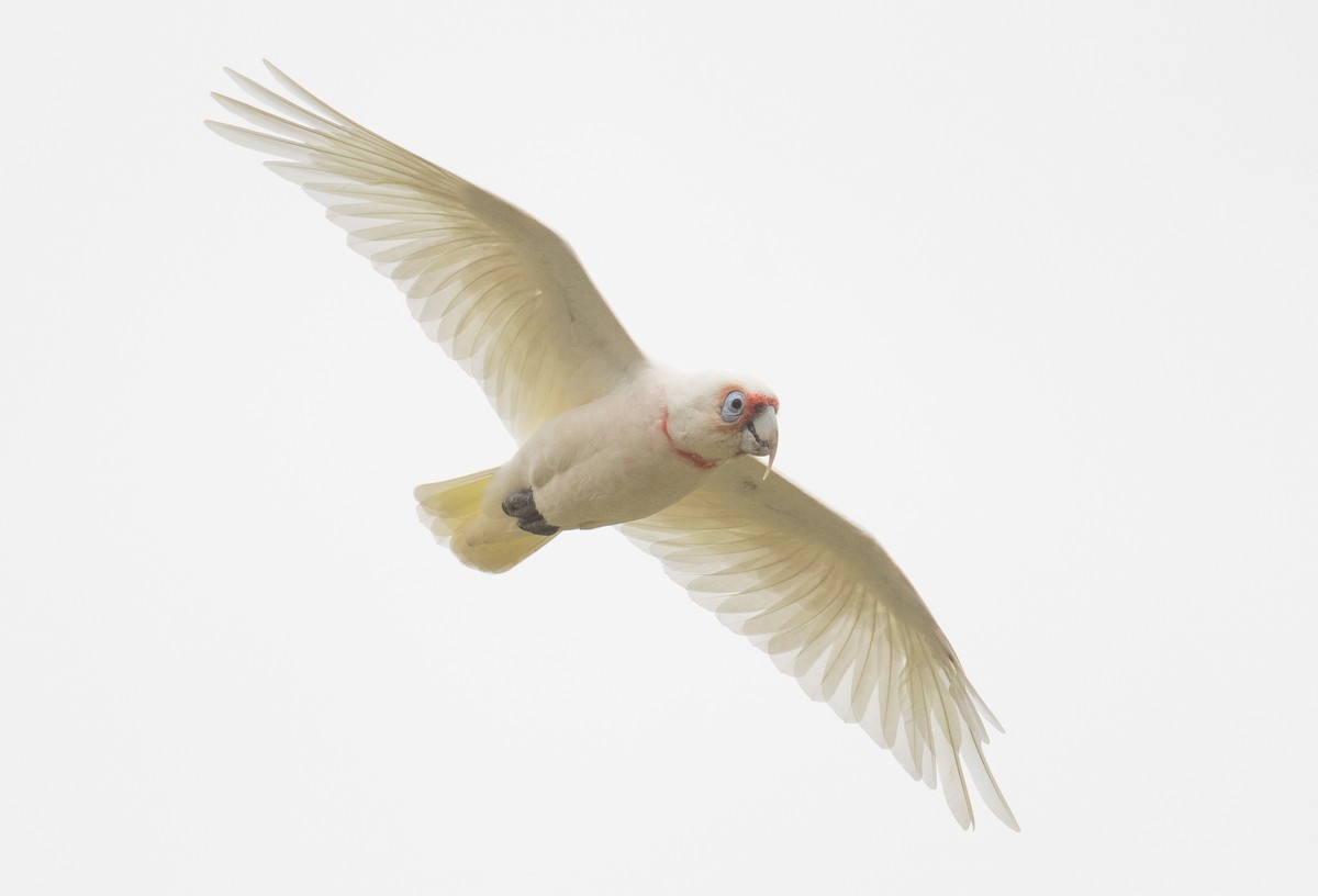 Long-billed Corella - John Daniels