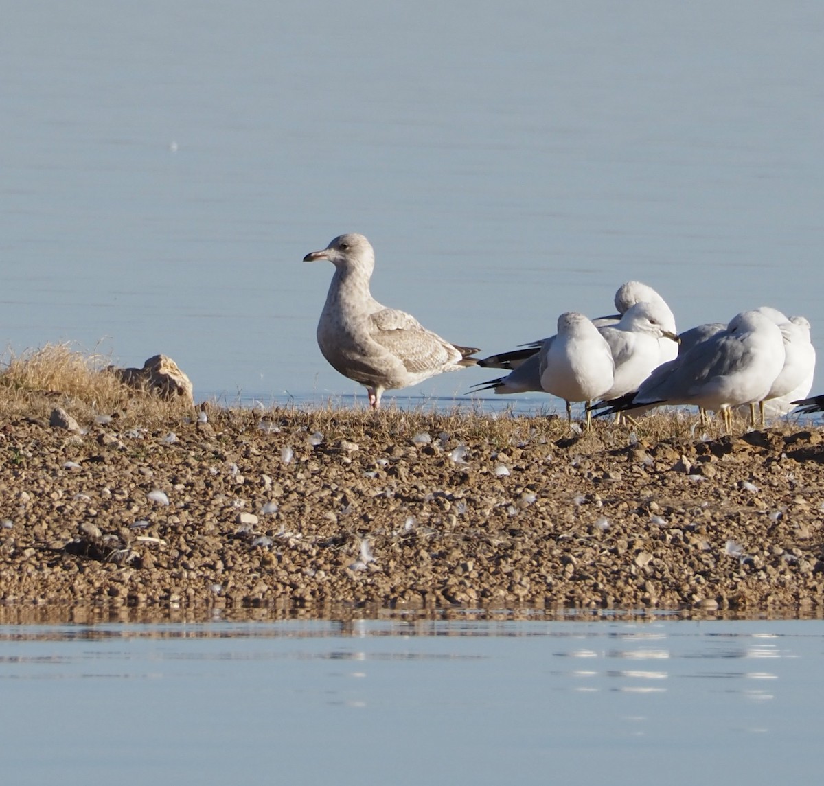 gull sp. - Bob Nieman