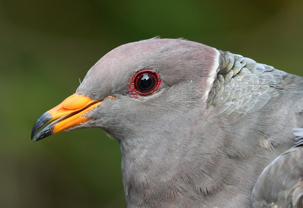 Band-tailed Pigeon - David M. Bell