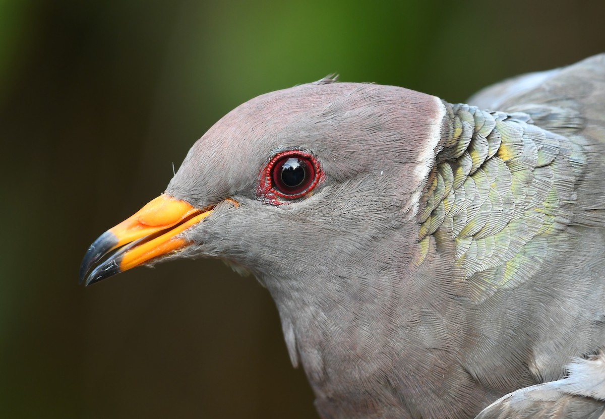 Band-tailed Pigeon - ML615522102