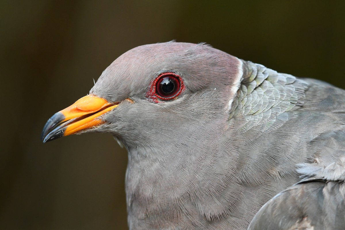 Band-tailed Pigeon - ML615522103