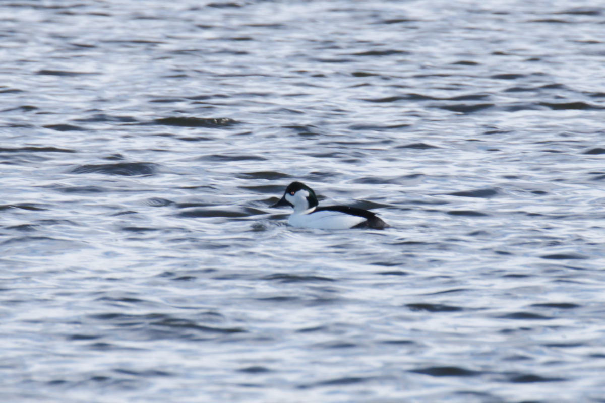 Bufflehead x goldeneye sp. (hybrid) - ML615522141